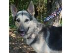 Adopt Tenley a Tan/Yellow/Fawn - with Black German Shepherd Dog / Mixed dog in