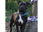 Adopt Elite a Black Mixed Breed (Medium) / Mixed dog in Monroeville