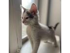 Adopt Joanna a White Domestic Shorthair / Mixed cat in New York, NY (38898684)