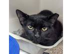 Adopt Scarface a All Black Domestic Shorthair / Mixed cat in New York
