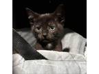 Adopt Dewey a All Black Domestic Shorthair / Mixed cat in Wadena, MN (38898677)