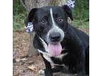 Adopt Linda a Black Mixed Breed (Medium) / Mixed Breed (Medium) / Mixed dog in