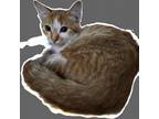 Adopt Judy a Orange or Red Domestic Shorthair / Mixed cat in Casa Grande