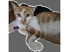 Adopt Elroy a Orange or Red Domestic Shorthair / Mixed cat in Casa Grande