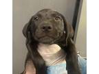 Adopt Orson a Black Labrador Retriever / Black Mouth Cur / Mixed dog in