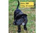 Adopt Echo a Blue Heeler dog in Eugene, OR (38898443)