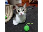 Adopt Leslie a Brown Tabby American Shorthair / Mixed (short coat) cat in Los