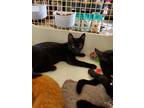 Adopt Hoopla 7860 a All Black Domestic Shorthair / Mixed cat in Dallas