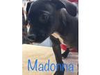 Adopt Madonna a Labrador Retriever / Mixed dog in St. Francisville