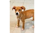 Adopt Stripe a Red/Golden/Orange/Chestnut - with White Australian Cattle Dog /