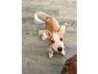 Adopt Paws a White - with Tan, Yellow or Fawn Australian Cattle Dog / Mixed