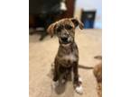 Adopt Sox a Brindle - with White Plott Hound / Mixed Breed (Medium) dog in