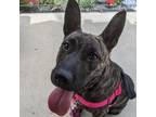 Adopt Felicity a Brindle Plott Hound / Mixed dog in Austin, TX (36725863)