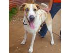 Adopt Atlas a Tan/Yellow/Fawn Catahoula Leopard Dog / Mixed dog in Austin