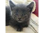 Adopt Teensy a Gray or Blue Domestic Mediumhair / Mixed cat in Mission