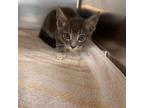 Adopt Fil-A a Gray or Blue Domestic Shorthair / Mixed cat in Auburn