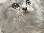 PERDOLLS Gorgeous Persian Ragdoll Kittens