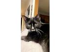 Adopt Boots a Black & White or Tuxedo American Shorthair / Mixed (short coat)