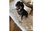 Adopt Mary a Black - with Brown, Red, Golden, Orange or Chestnut Rottweiler /