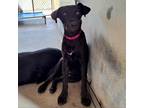 Adopt Mavis a Black Labrador Retriever / Mixed dog in Edinburg, TX (38894208)