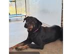 Adopt Digit a Black Rottweiler / Mixed dog in Edinburg, TX (38894207)