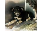 Adopt Ryan a Black Husky / Mixed dog in Edinburg, TX (38887104)