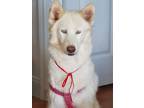 Adopt Luna a White Siberian Husky / Mixed dog in Hartford, CT (38898072)