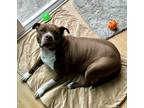 Adopt Whiskey a Tan/Yellow/Fawn American Pit Bull Terrier / Mixed dog in Mission