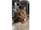 Adopt Puss a Brown Tabby Calico / Mixed (short coat) cat in Slc, UT (38898007)