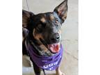 Adopt Dutch (Duchess) a Black - with Tan, Yellow or Fawn Australian Cattle Dog /