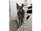 Adopt Cherry a Tiger Striped Domestic Shorthair (short coat) cat in San Diego