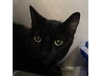 Adopt Panther a All Black Domestic Shorthair / Mixed cat in Titusville