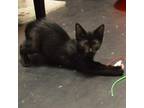 Adopt Beau a All Black Domestic Shorthair / Mixed cat in Texas City