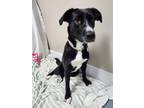 Adopt Paisley a Black Border Collie / Mixed Breed (Medium) / Mixed dog in Hawk