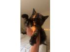 Adopt Drizzy a Tortoiseshell American Shorthair / Mixed (short coat) cat in