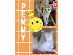 Adopt Penny a Calico or Dilute Calico Calico (short coat) cat in Harrisburg