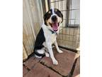 Adopt Gibbs a Tricolor (Tan/Brown & Black & White) Border Collie / Mixed dog in