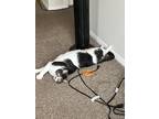 Adopt Ruby a Black & White or Tuxedo American Curl / Mixed (medium coat) cat in