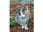 Adopt Satin a Calico or Dilute Calico Calico / Mixed (long coat) cat in Spring