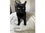 Adopt Bristol a All Black Domestic Shorthair / Mixed (short coat) cat in San