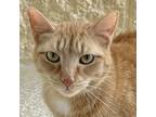 Adopt Kitty a Orange or Red Domestic Mediumhair / Mixed cat in Riverwoods
