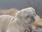 Adopt Macy a White Lhasa Apso / Mixed dog in Pennsville, NJ (38897137)