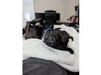 Adopt Ivory a Black Labrador Retriever dog in Waco, TX (38896537)