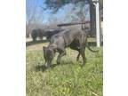 Adopt Lily a Black Labrador Retriever / Mixed dog in Houston, TX (38896818)