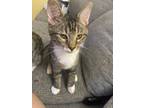 Adopt Tucson a Gray, Blue or Silver Tabby American Shorthair (short coat) cat in