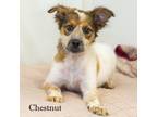 Adopt Chestnut a White - with Tan, Yellow or Fawn Mixed Breed (Small) / Mixed