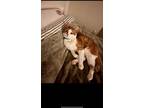 Adopt Koshkin a Orange or Red Domestic Mediumhair / Mixed (short coat) cat in