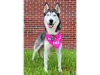 Adopt Malia a Black - with White Siberian Husky / Mixed dog in Winter Springs