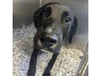Adopt Midnight a Black Labrador Retriever / Mixed dog in Jacksonville
