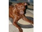 Adopt Pip a Brown/Chocolate Labrador Retriever / Jack Russell Terrier / Mixed